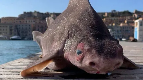 « Un requin avec une tête de cochon » : l’étonnante découverte de...